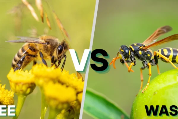 Signs I Noticed After a Bee or Wasp Sting