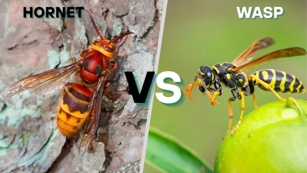 Comparison table for Hornet vs Wasp