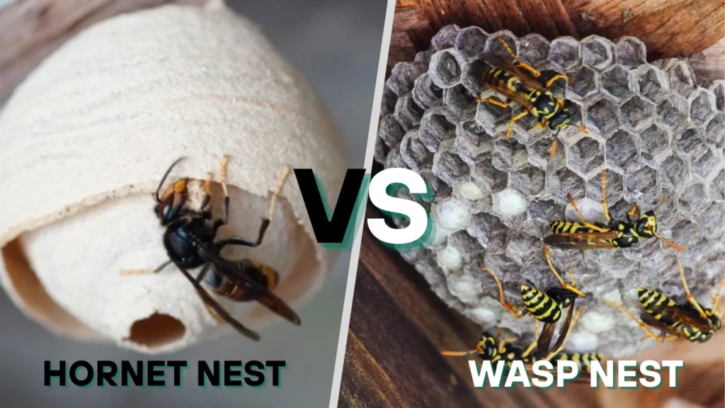 Hornet vs Wasp Nest – How to Tell the Difference