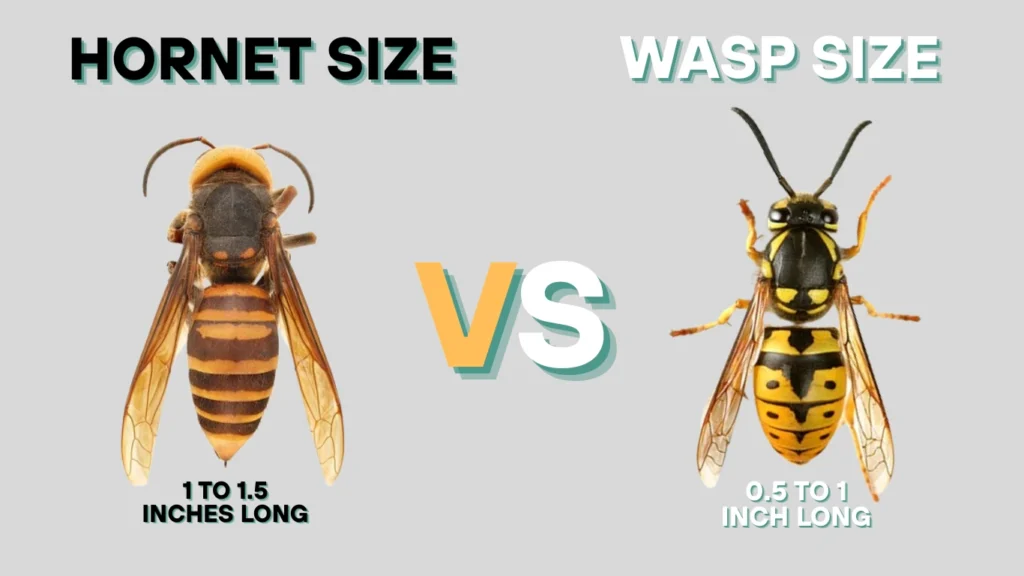 Hornet vs Wasp Size – Who’s Bigger