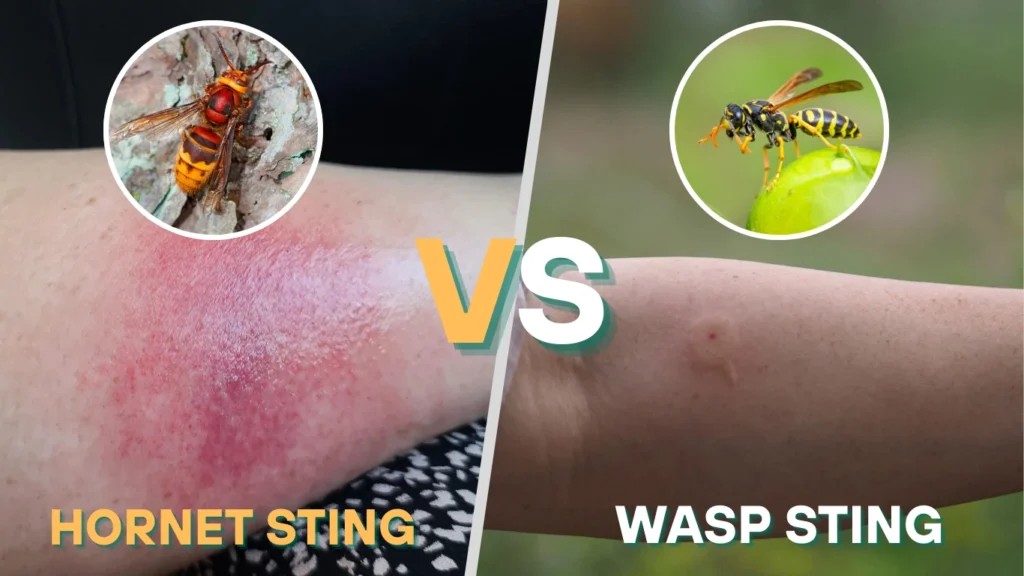 Hornet vs Wasp Sting – Pain, Venom, and Reaction