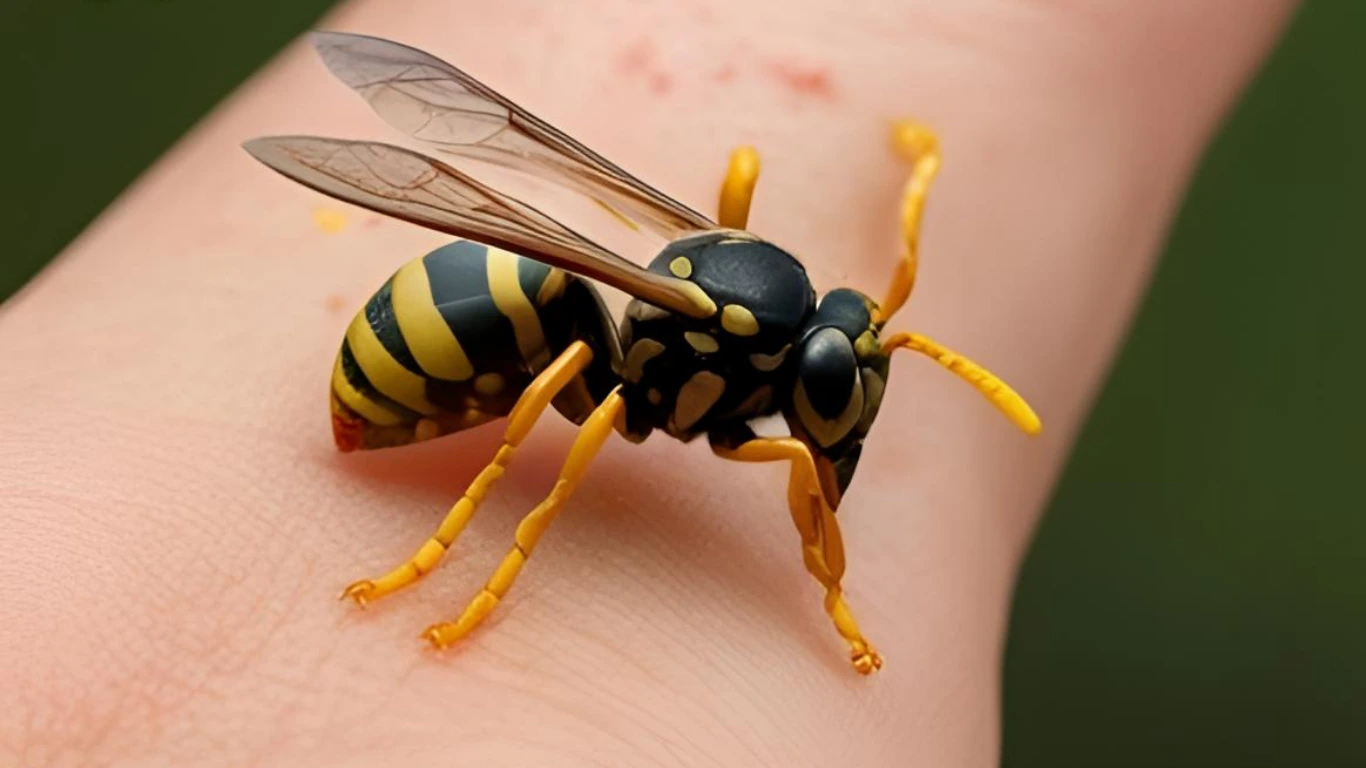Wasp Sting Swelling After 48 Hours: What You Should Know