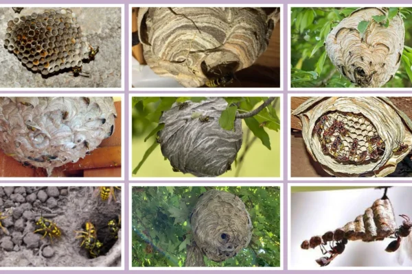 10 Types of Wasps That Build Paper Nests: Names and Nesting Habits 10 Types of Wasps That Build Paper Nests Names and Nesting Habits
