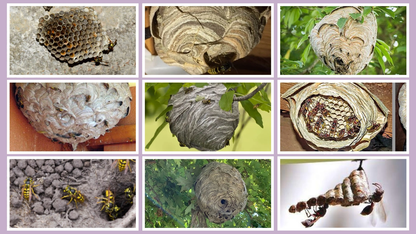 10 Types of  Wasps That Build Paper Nests Names and Nesting Habits