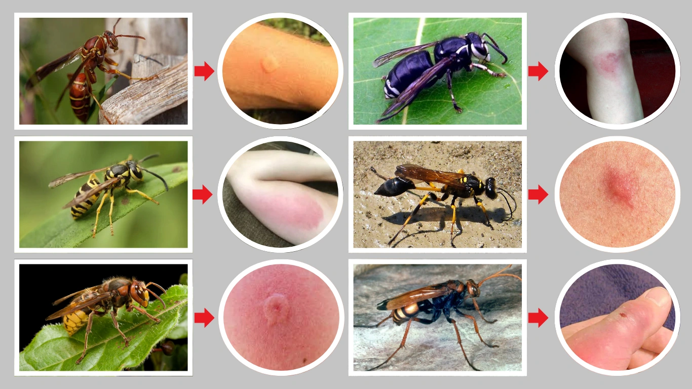 15 Types of Wasp Stings Identification With Pictures (Treatment) 