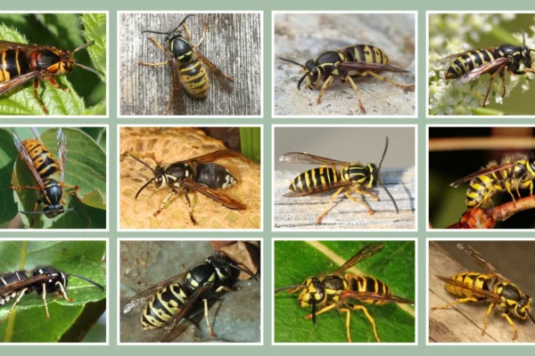 16 Types of Yellow Jacket Wasps Identification With Images 