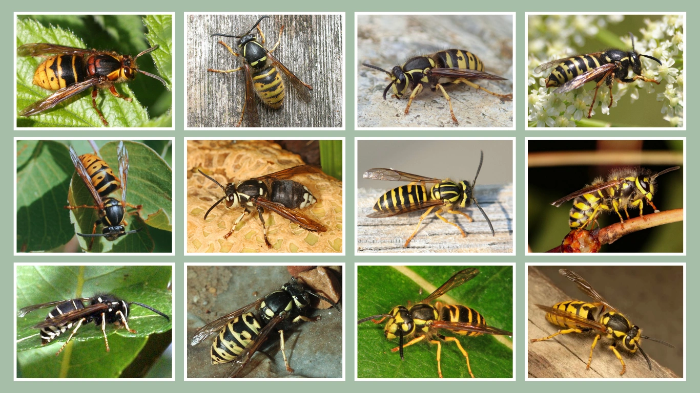 16 Types of Yellow Jacket Wasps Identification With Images 