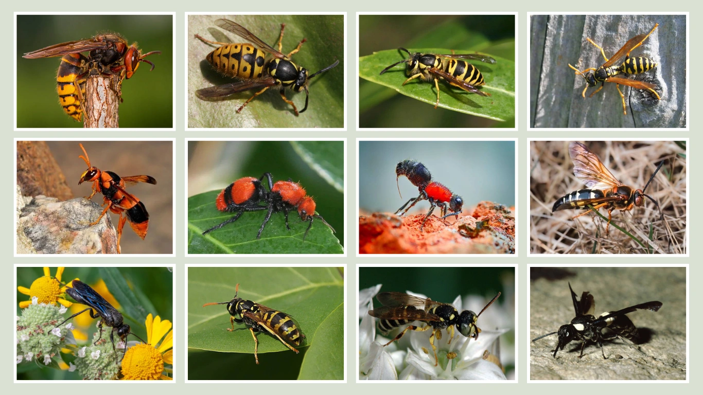 37 Types of Wasps Identification, Nests, (Picture with Name)
