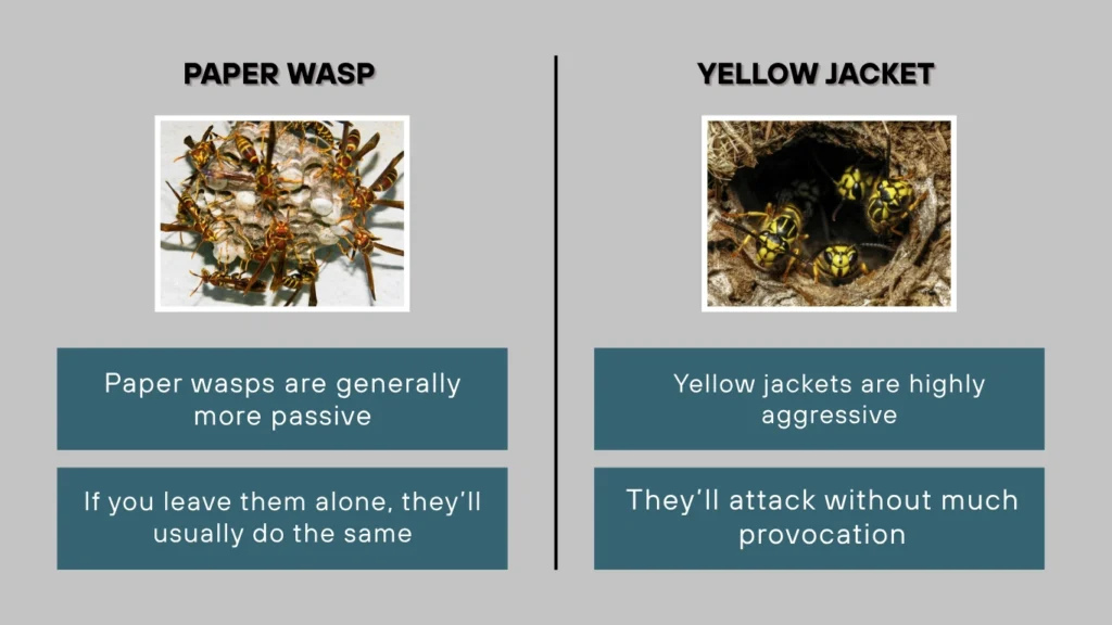 Paper Wasp vs Yellow Jacket Aggression and Defense Behavior