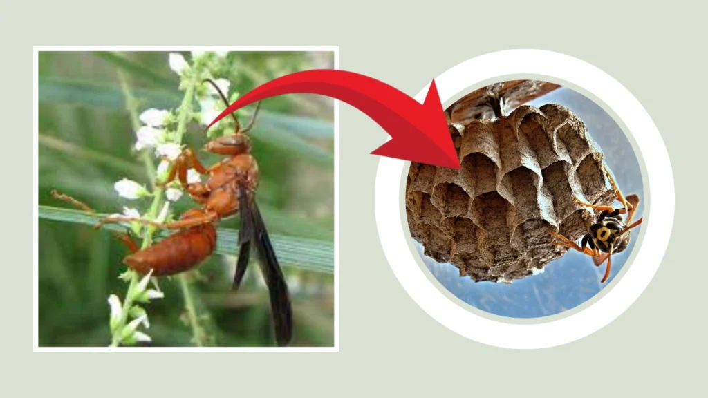 Ampulex dementor Nest