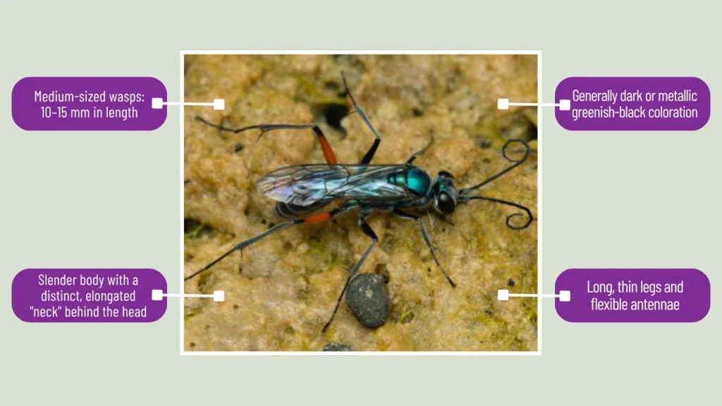 Ampulicidae