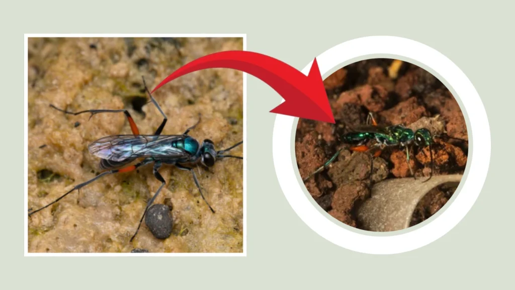 Ampulicidae Nest