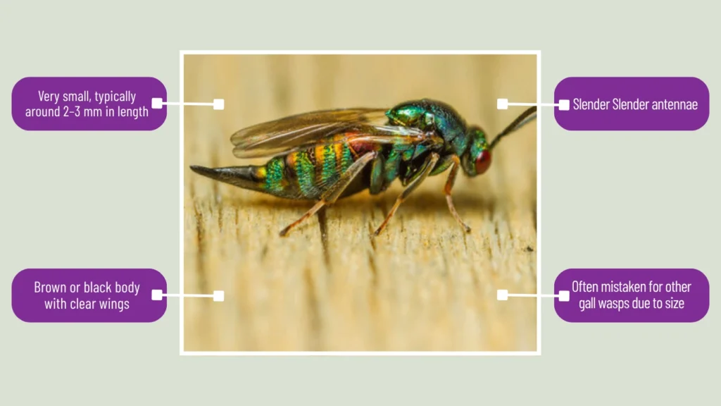 Andricus quercuscalicis