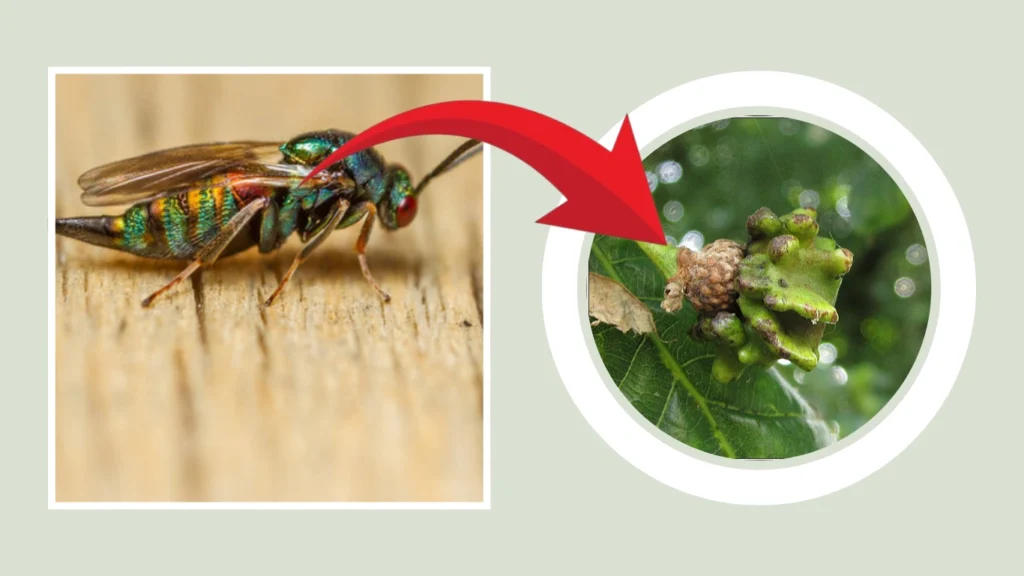 Andricus quercuscalicis Nest