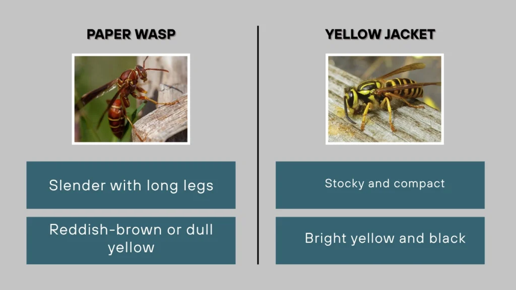 Paper Wasp vs Yellow Jacket Appearance