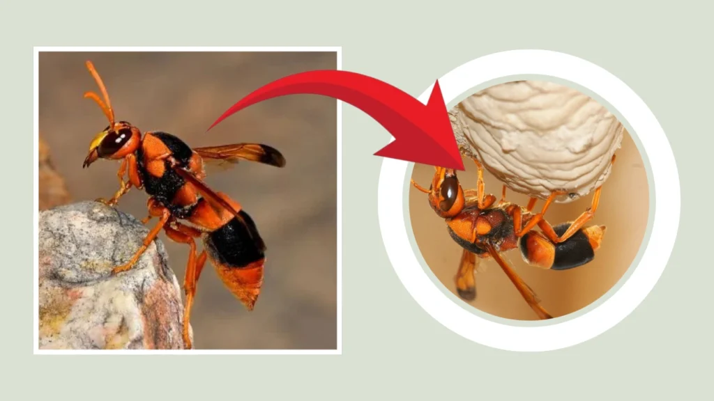 Australian Hornet Nest