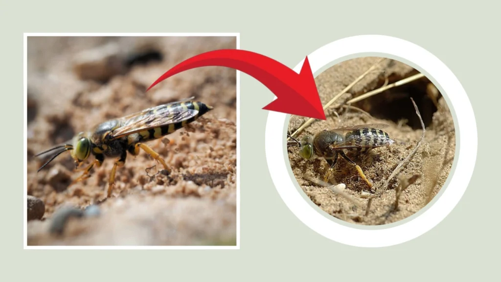Bembix rostrata Nest