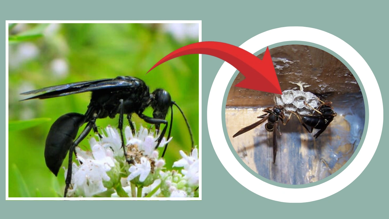 Black Paper Wasp Nest How to Identify & Safely Remove It
