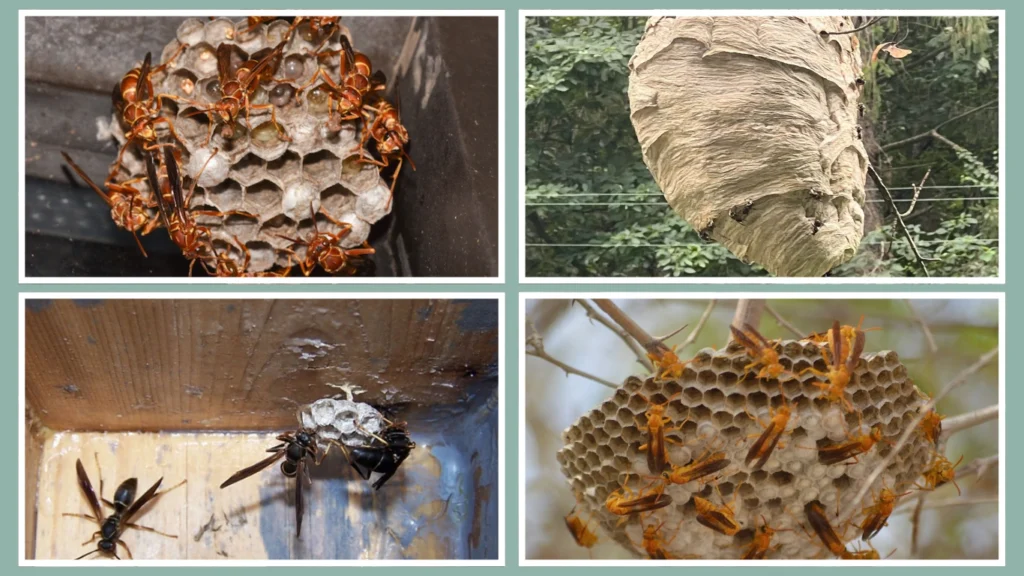 Black Paper Wasp Nest vs Other Wasps