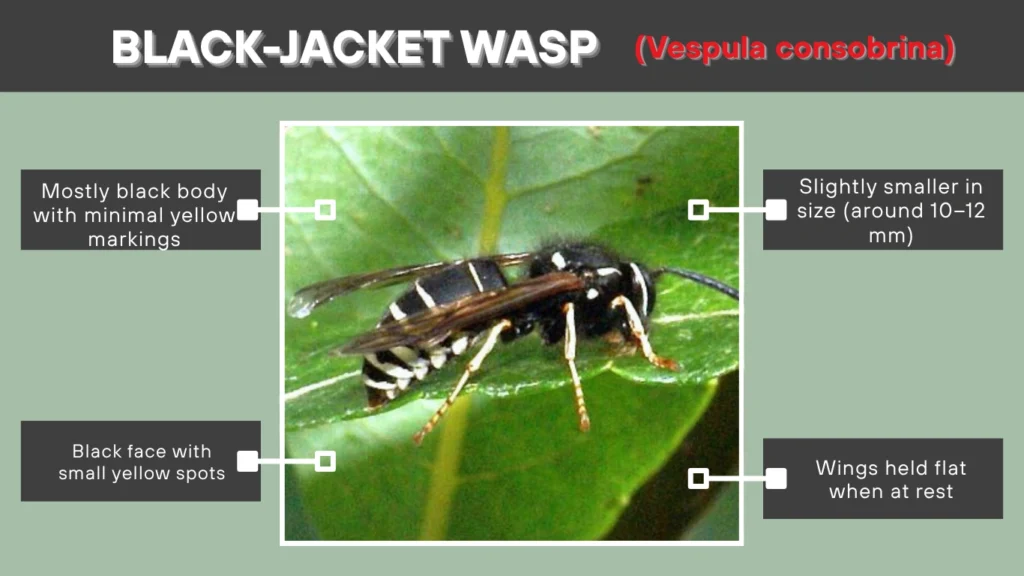 Black-jacket Wasp (Vespula consobrina)