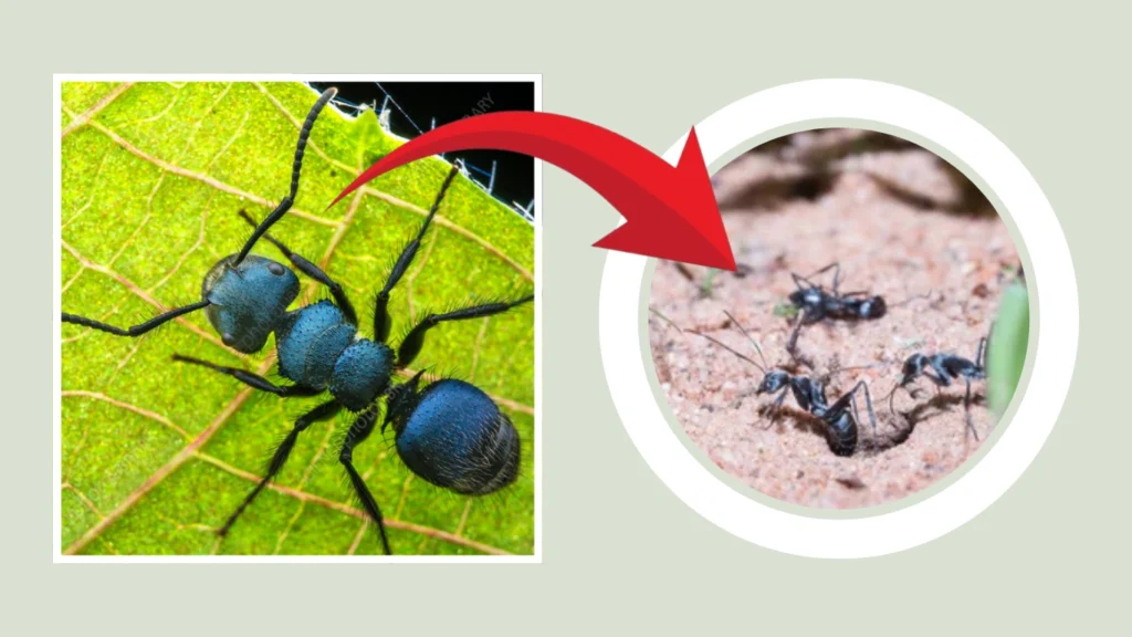 Blue Ant Nest