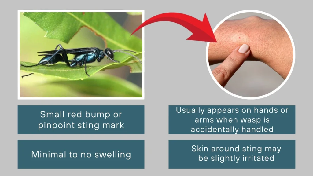 Blue Mud Dauber Sting