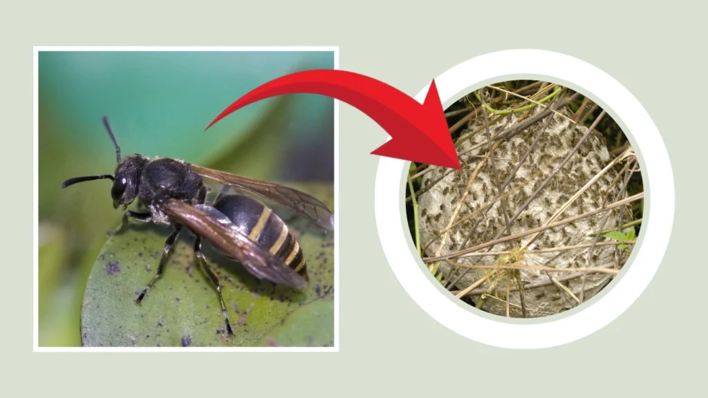 Brachygastra lecheguana Nest