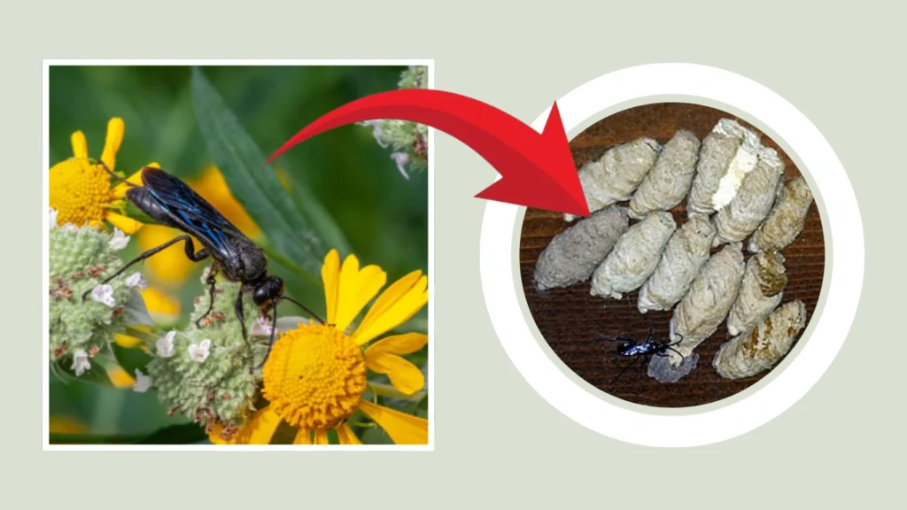 Chalybion californicum Nest
