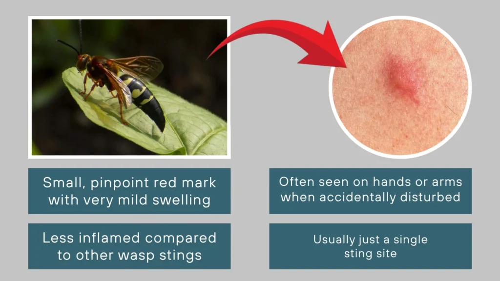 Cicada Killer Wasp Sting