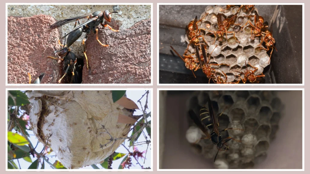 Colors and Types of Paper Wasp Nests