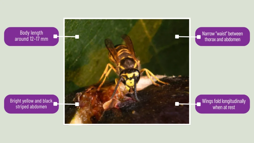 Common Wasp