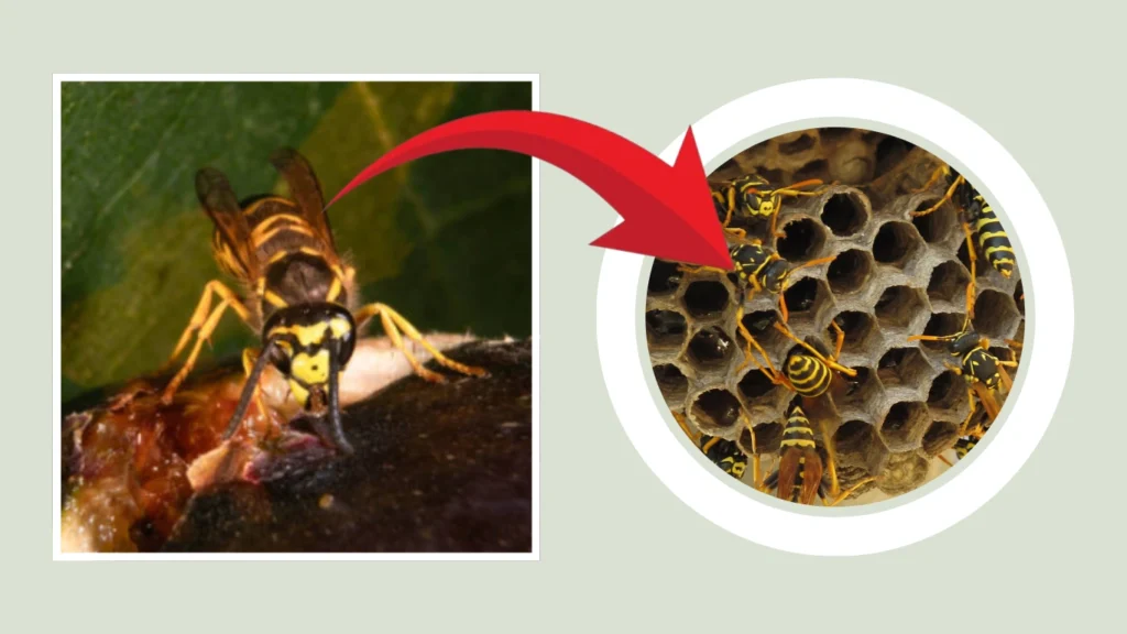 Common Wasp Nest