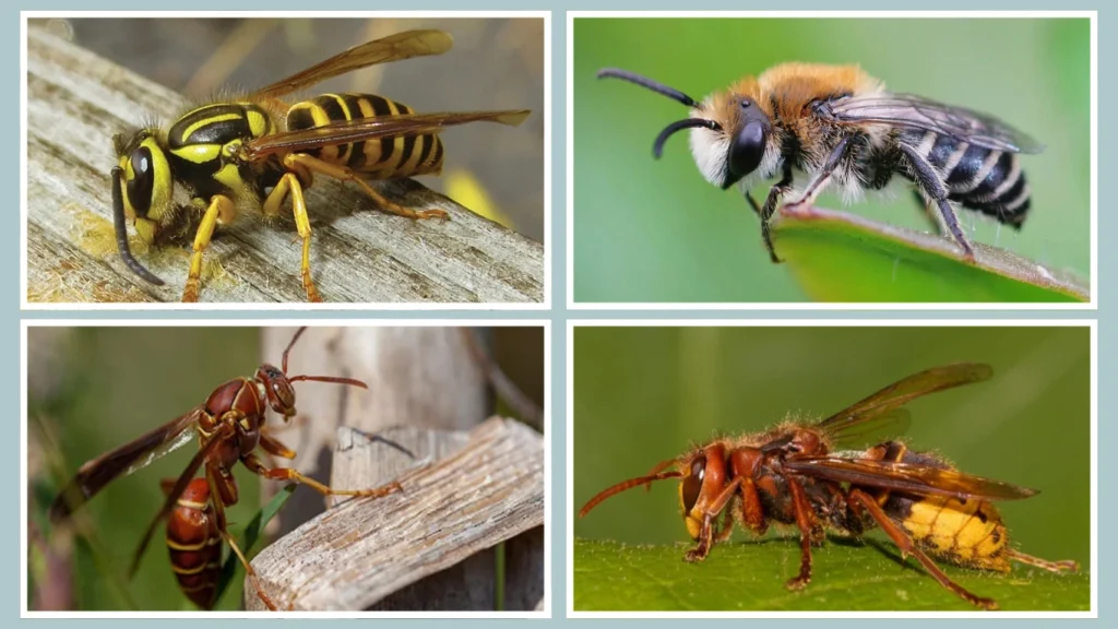Compare with Other Wasps
