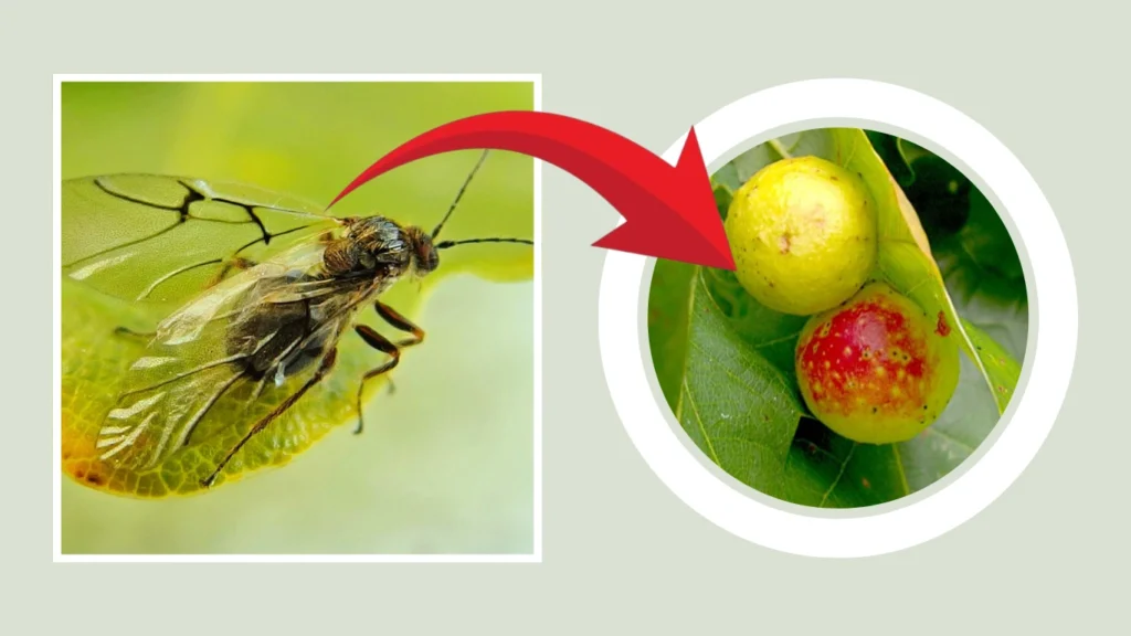 Cynips quercusfolii Nest
