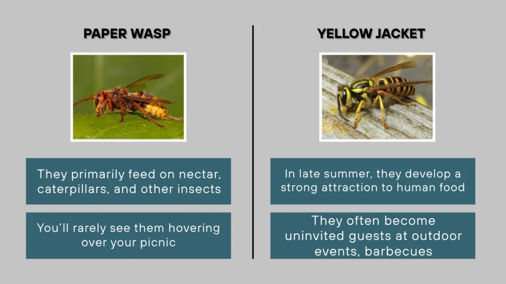 Paper Wasp vs Yellow Jacket Diet and Scavenging Habits