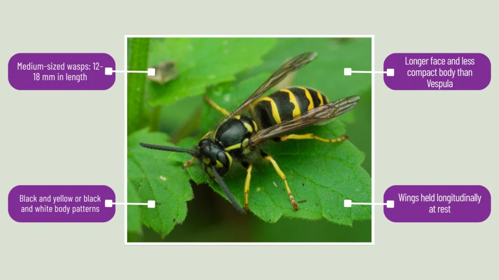 Dolichovespula