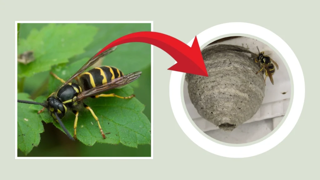 Dolichovespula Nest