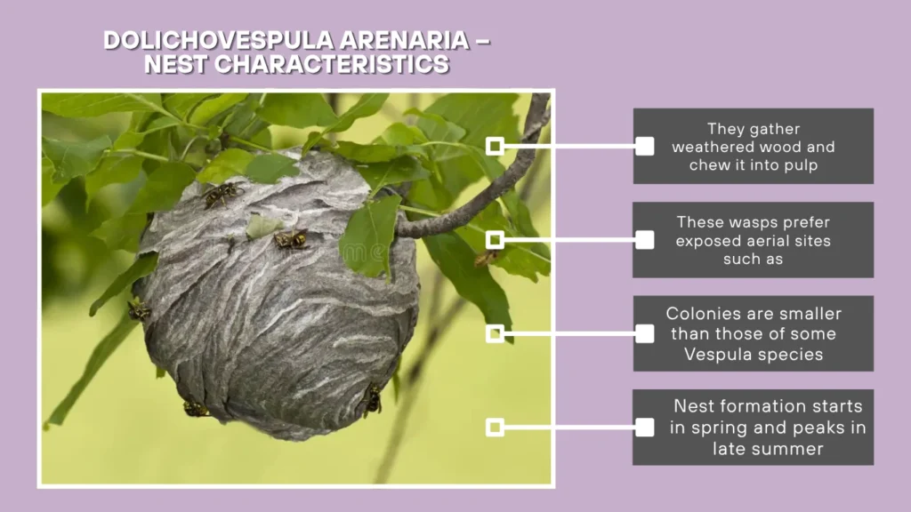 Dolichovespula arenaria – Nest Characteristics