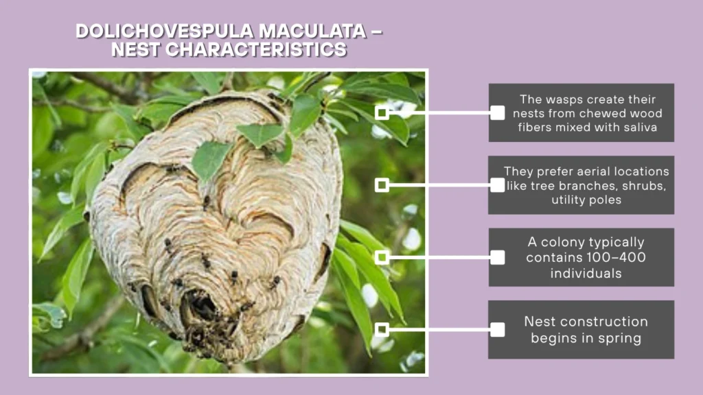 Dolichovespula maculata – Nest Characteristics