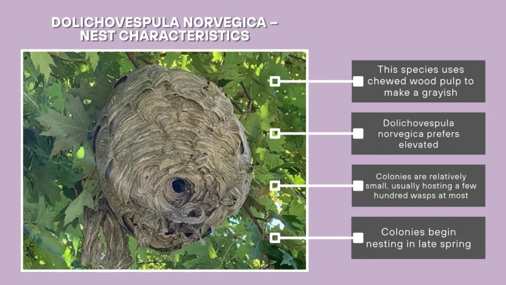 Dolichovespula norvegica – Nest Characteristics