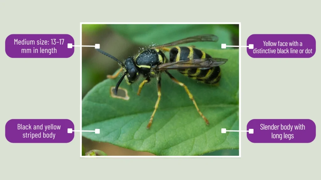 Dolichovespula saxonica