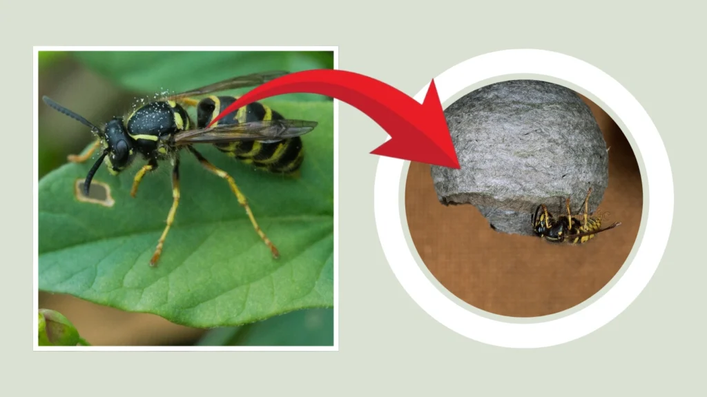 Dolichovespula saxonica Nest