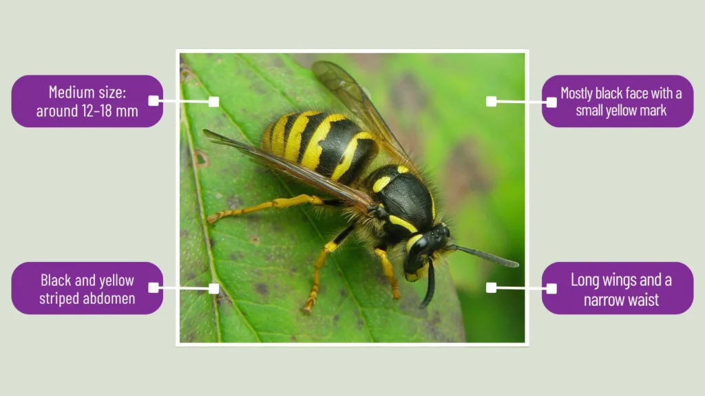 Dolichovespula sylvestris