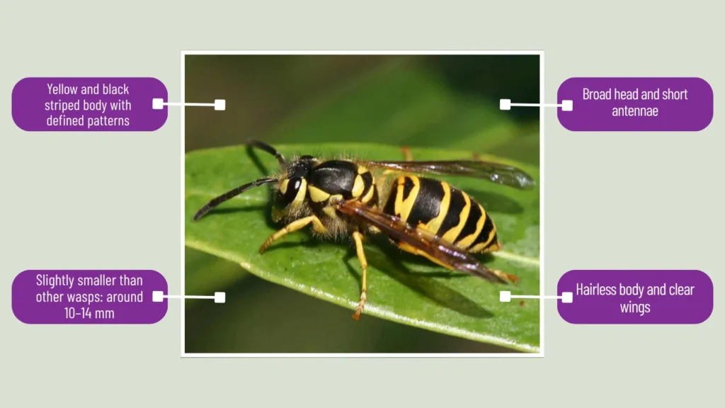 Eastern Yellowjacket