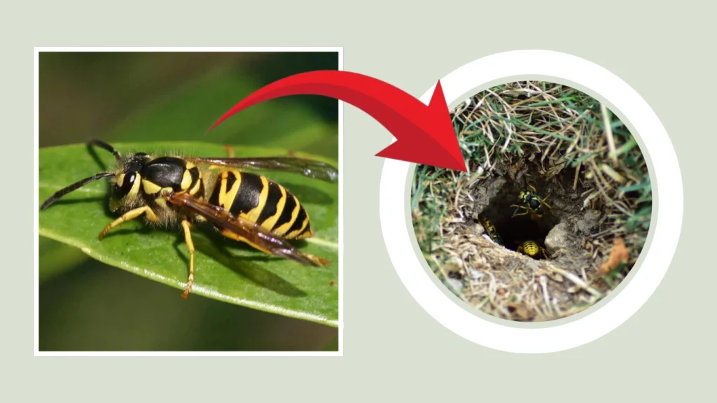 Eastern Yellowjacket Nest