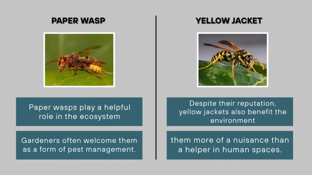Paper Wasp vs Yellow Jacket Ecological Role