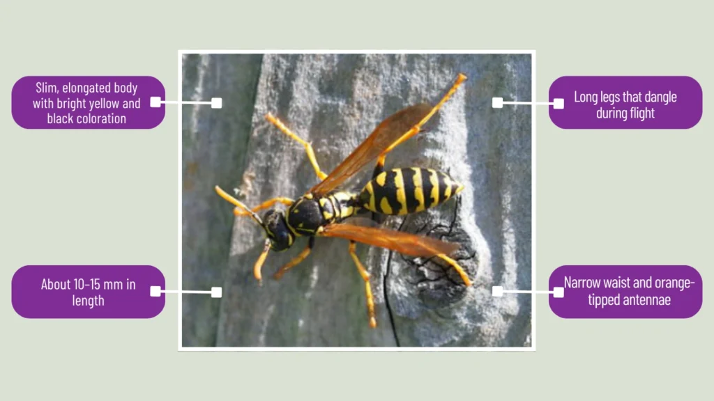 European Paper Wasp