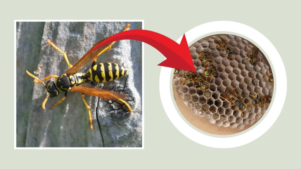 European Paper Wasp Nest