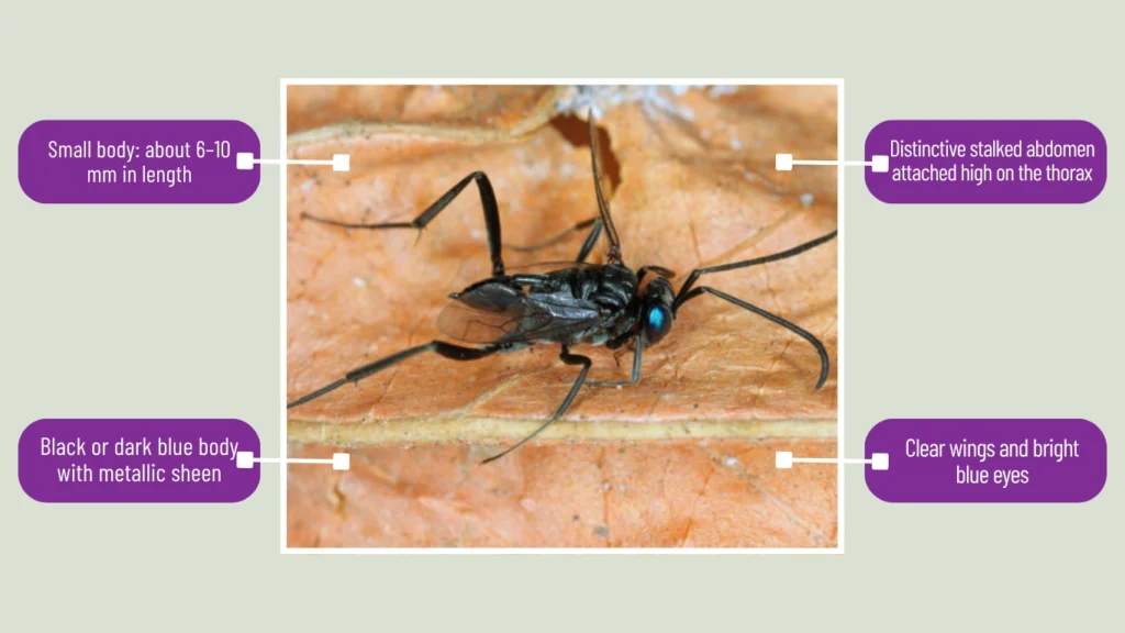 Evania appendigaster