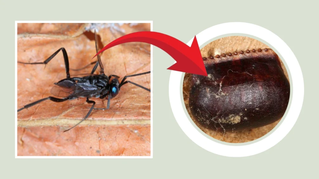 Evania appendigaster Nest